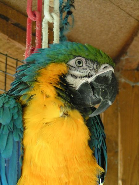 Soubor:Blue-and-yellow Macaw ZOO Chleby.jpg