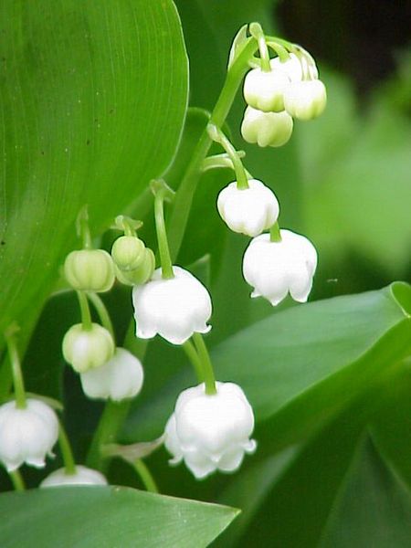 Soubor:Convallaria majalis0.jpg