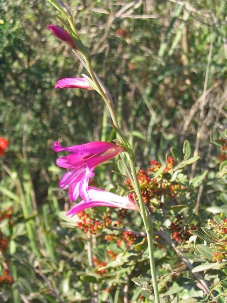 Soubor:Gladiolus italicus.jpg