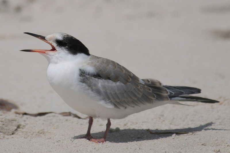 Soubor:Common tern immature.jpg