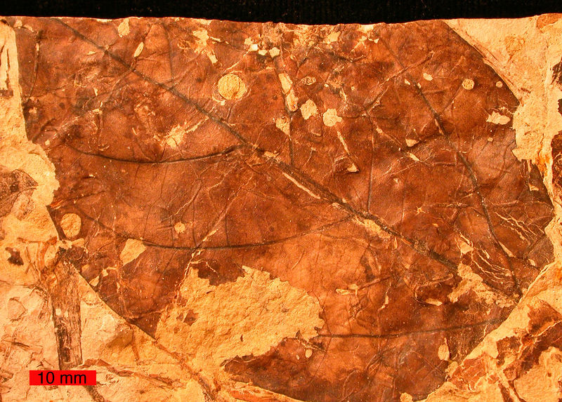 Soubor:ViburnumFossil.jpg