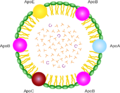 Chylomicron.png