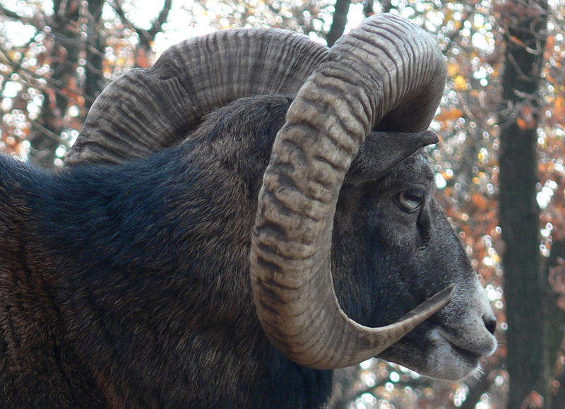 Soubor:Mouflon, Ovis musimon Pengo.jpg