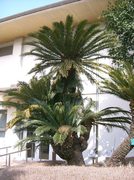 Soubor:Cycas revoluta1.jpg