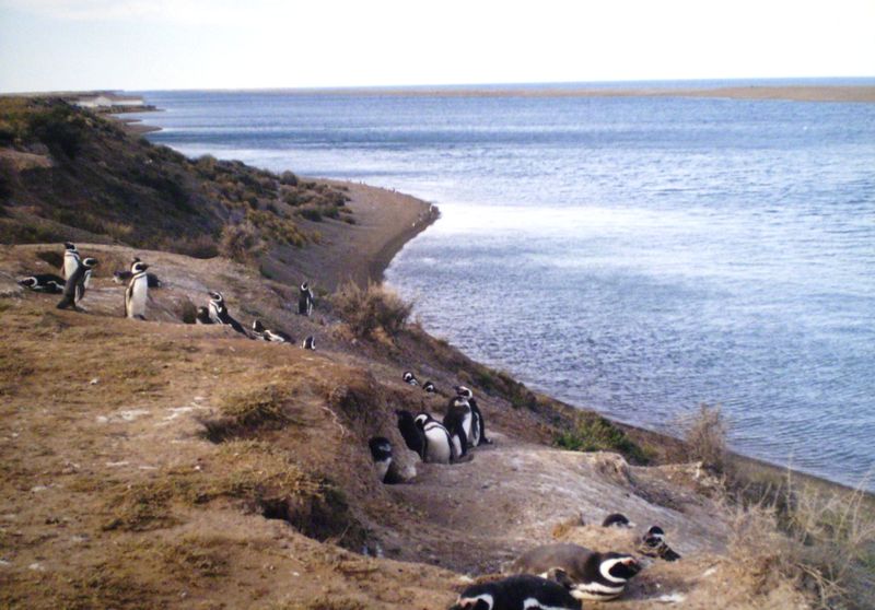 Soubor:Pingüinera Peninsula Valdés.JPG