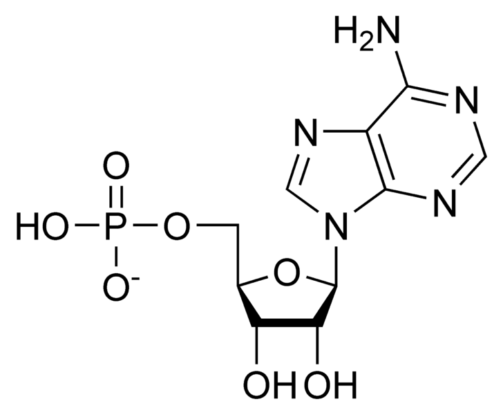 Soubor:AMP chemical structure.png